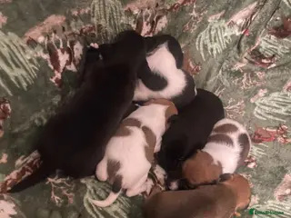 Jack Russell dogs Looking For A New Home For Sale - Advert 7