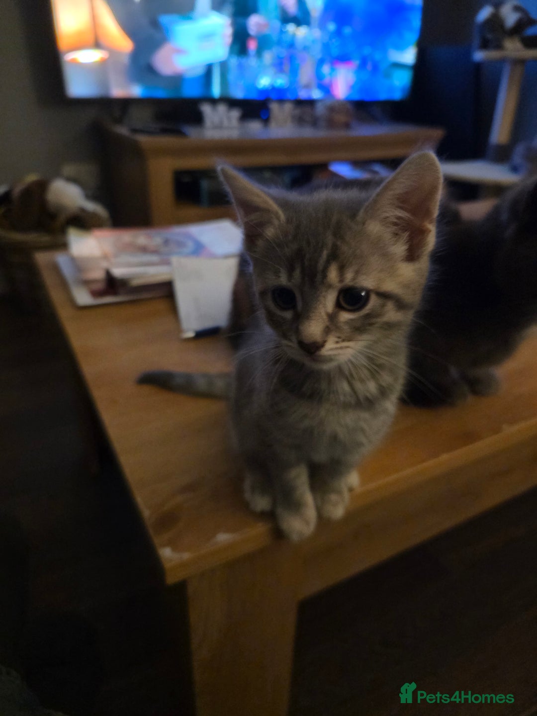 Domestic Shorthair cats for sale: 5 kittens available  - Advert 2