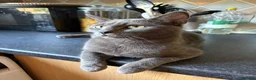 British Shorthair cats for sale: British Shorthair Looking for Furever Home in Reading - Advert 2