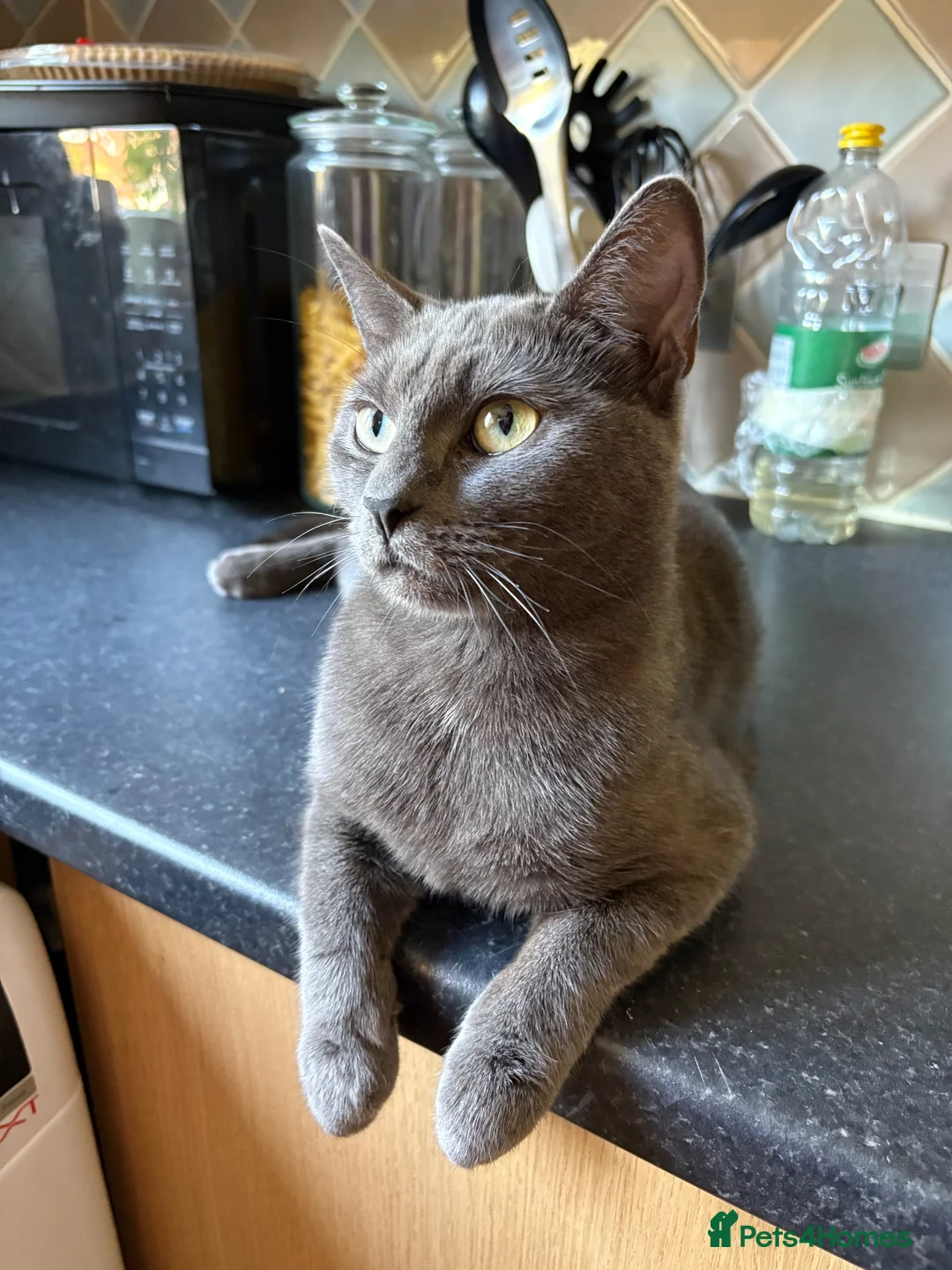 British Shorthair cats for sale: British Shorthair Looking for Furever Home in Reading - Advert 2