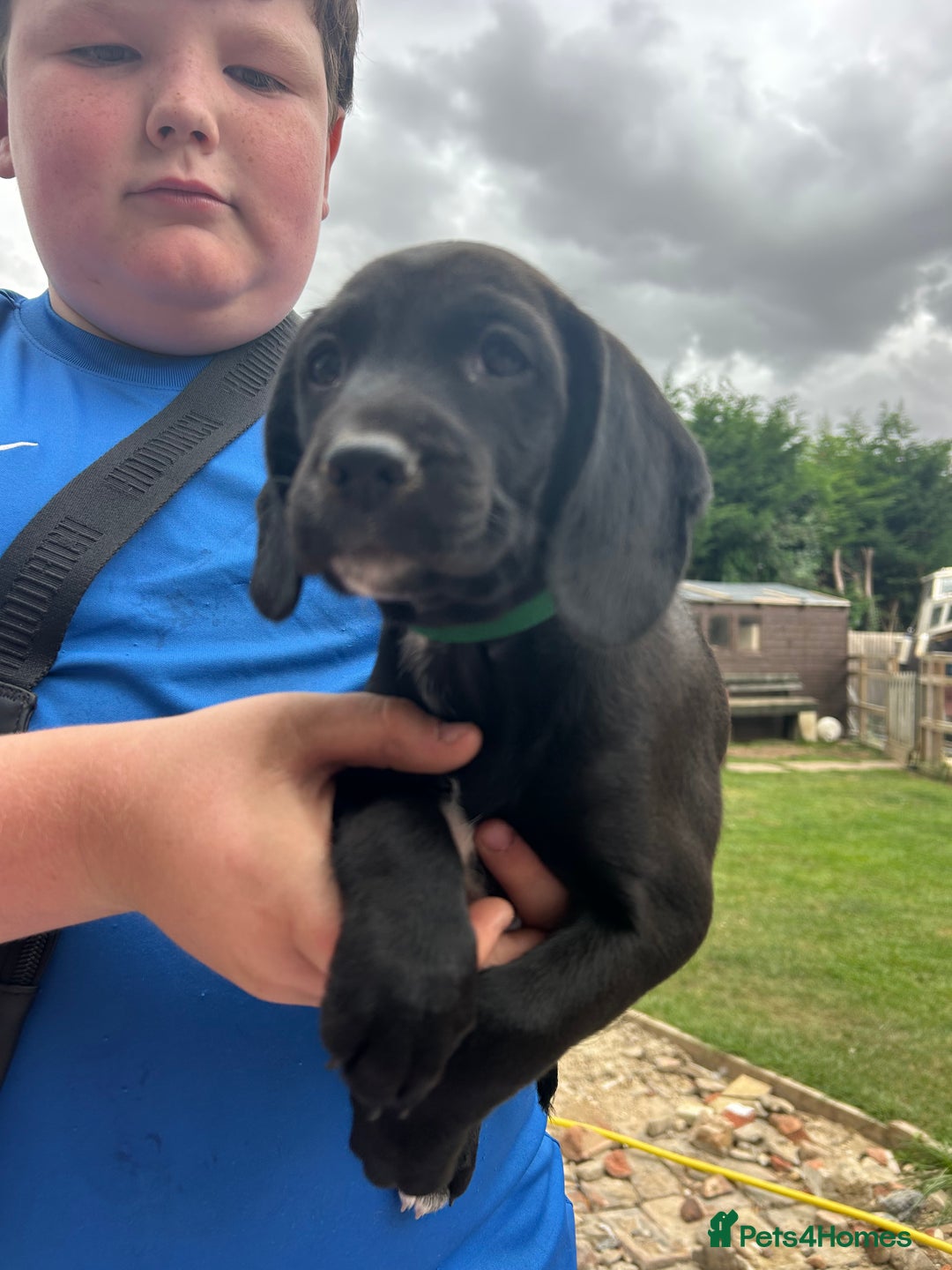 Mixed Breed dogs for sale: Jackapoo spaniel cross - hound puppies  - Image 14