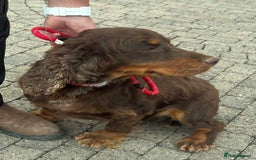 Cocker Spaniel dogs for sale: Chocolate and Tan cocker spaniel  - Image 1