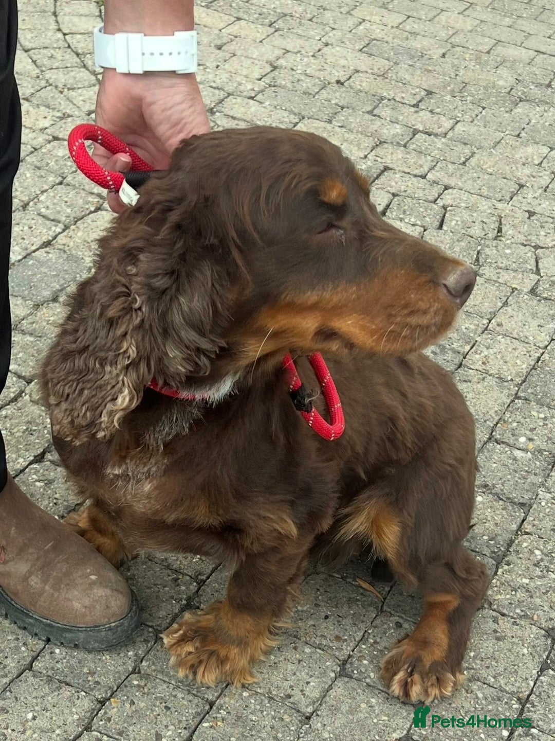 Cocker Spaniel dogs for sale: Chocolate and Tan cocker spaniel  - Image 1