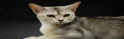 Abyssinian cats for sale: 2 beautiful Abyssinian boys  - Advert 18