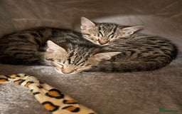 Bengal cats for sale: Stunning Bengal cross kittens  - Image 3