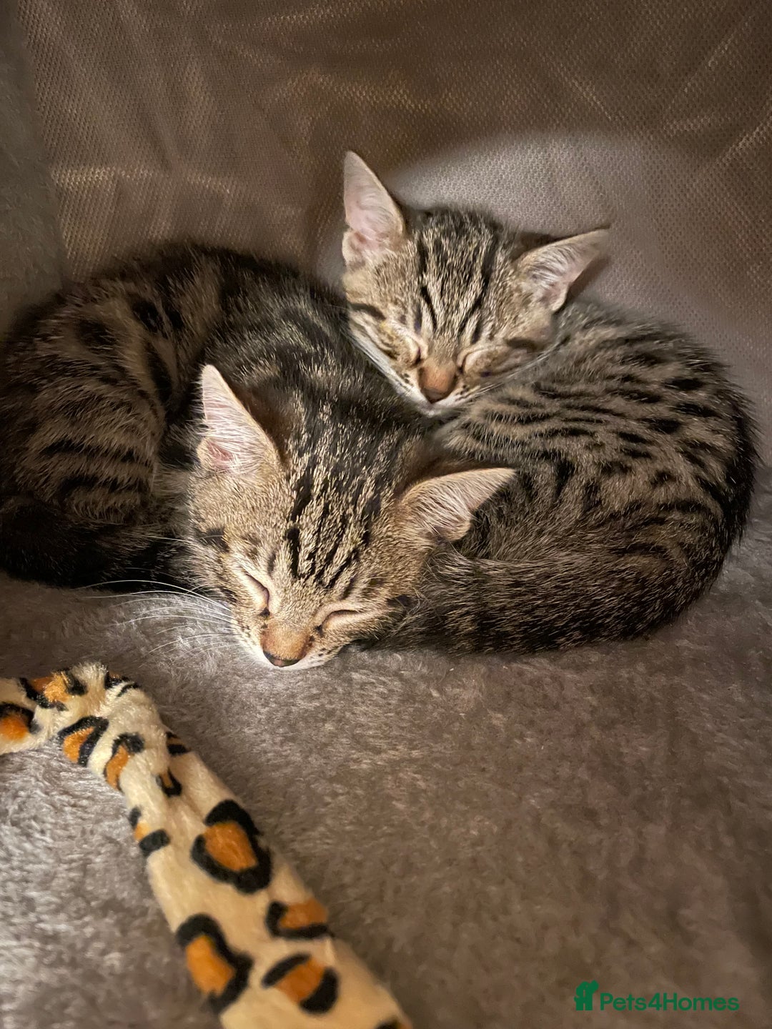 Bengal cats for sale: Stunning Bengal cross kittens  - Image 3