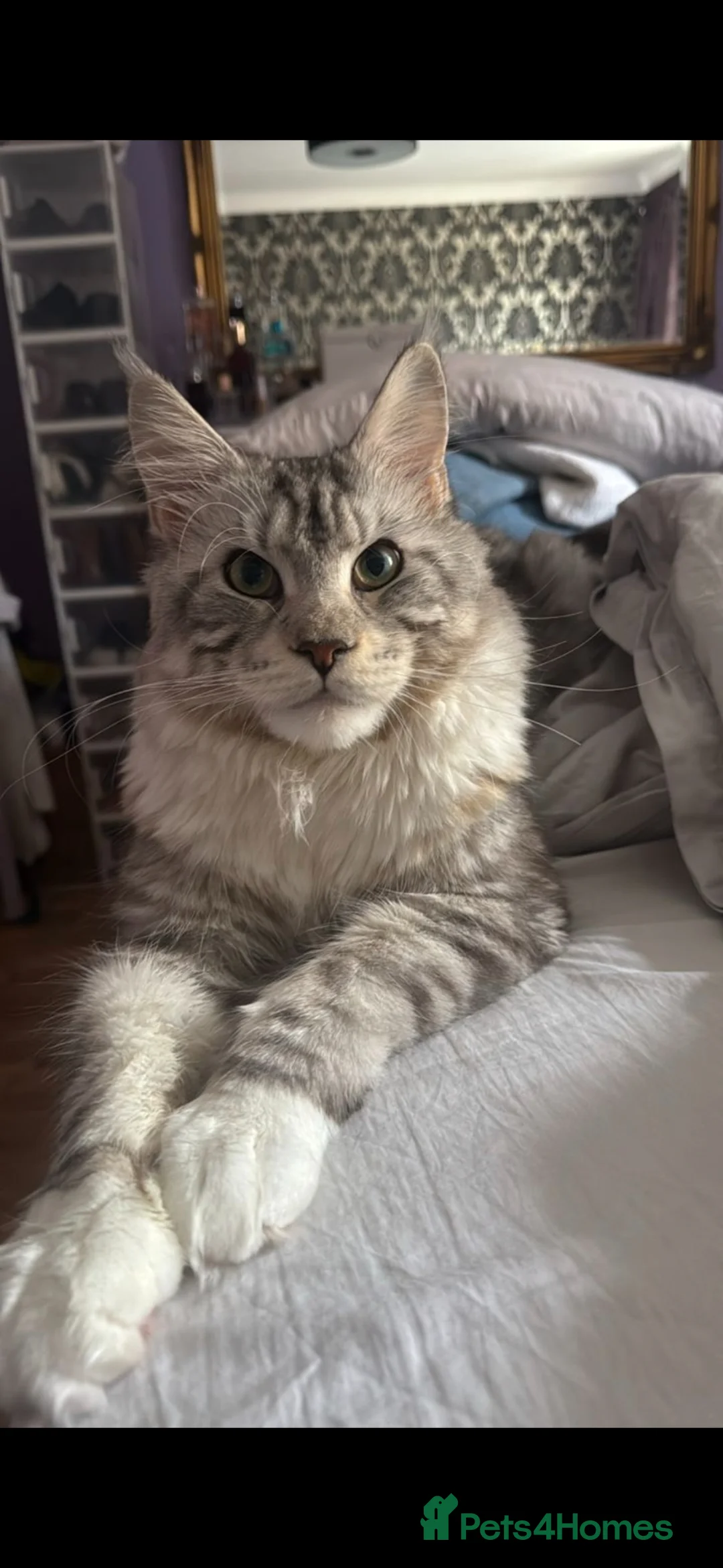 Maine Coon cats for stud: Maine Coon TICA - Advert 1