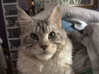 Maine Coon cats Maine Coon TICA - Advert 3