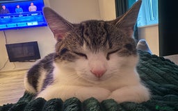 Mixed Breed cats for sale: Dennis - 20 weeks old - Image 4