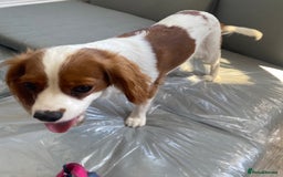 Cockalier dogs for sale: Cavalier Puppy–Loving, Healthy, and Full of Joy - Image 10