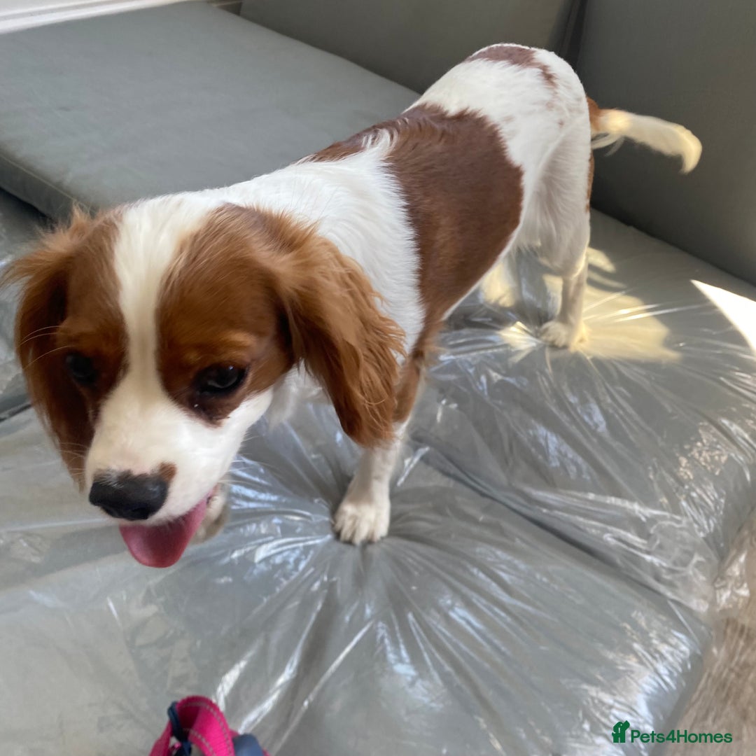 Cockalier dogs for sale: Cavalier Puppy–Loving, Healthy, and Full of Joy - Image 10