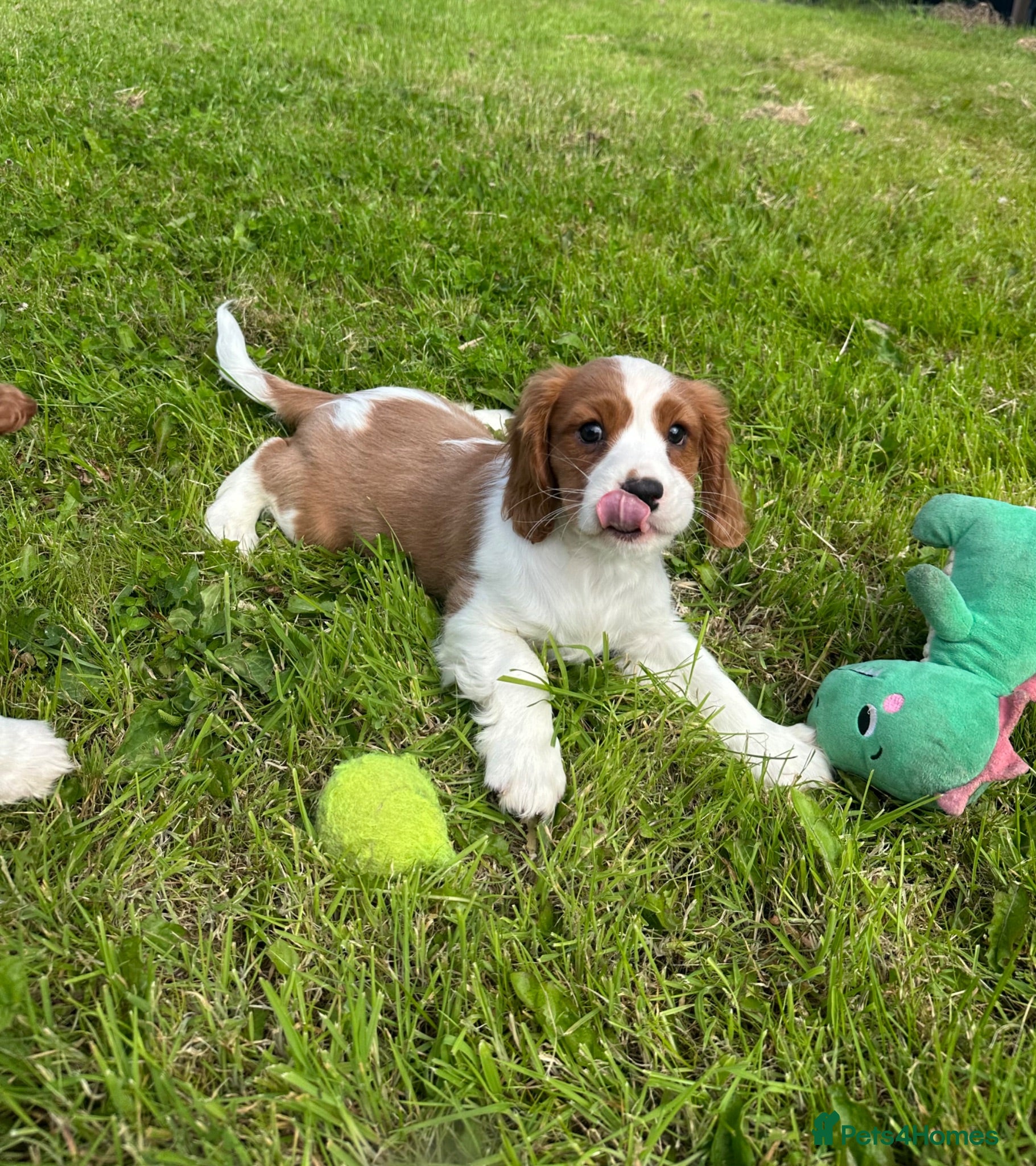 Cavalier King Charles Spaniel dogs Healthy Cavalier King Charles Spaniel puppies - Advert 1