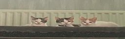 Mixed Breed cats for sale: 2 Mix Breed Kittens in Tamworth - Advert 2