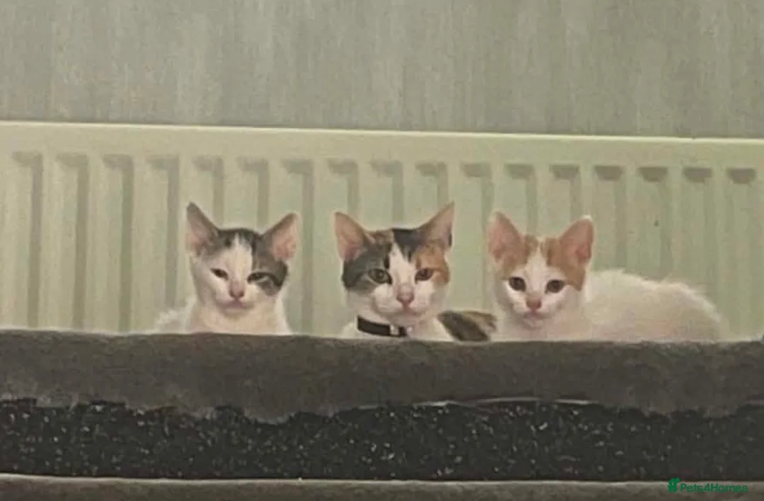 Mixed Breed cats for sale: 2 Mix Breed Kittens in Tamworth - Advert 2