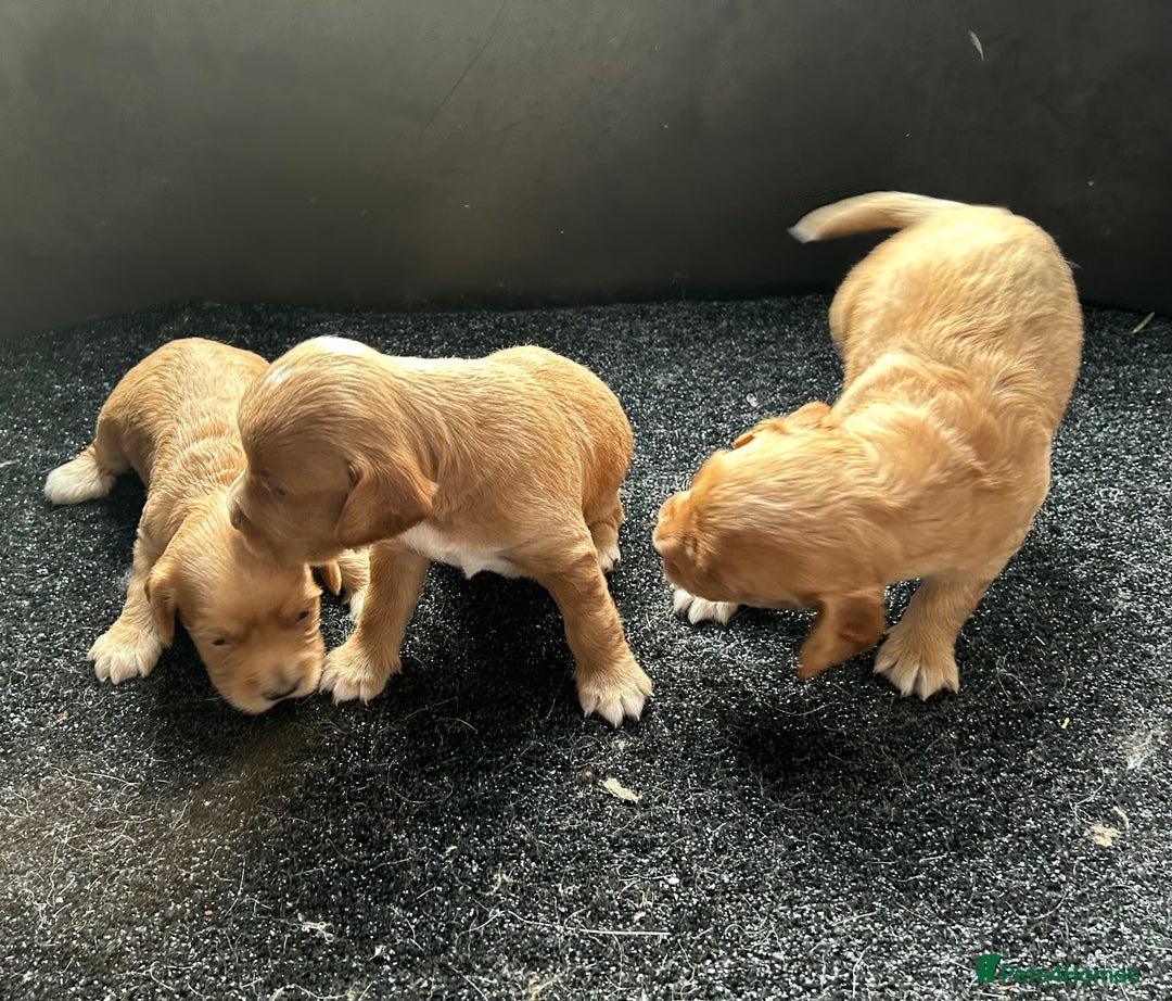 Cockapoo dogs for sale: Cockapoo puppies ginger/golden - Advert 5