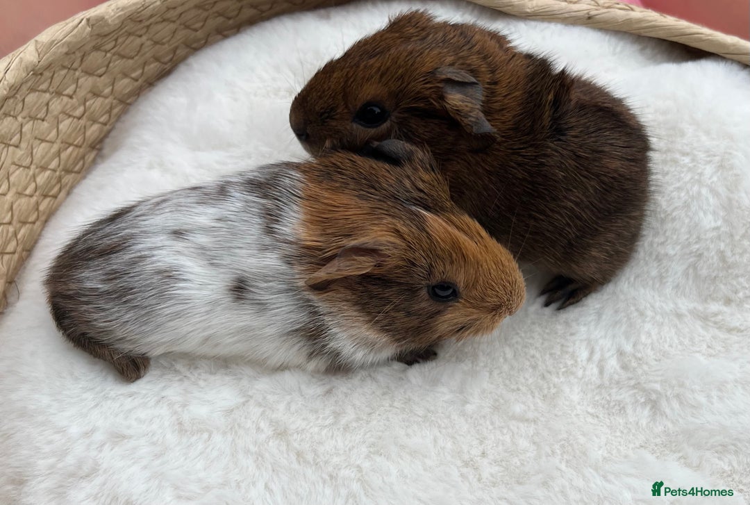 Guinea Pig rodents for sale: Baby guinea pigs - boys and girls available - Image 5