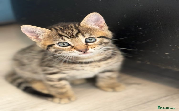 Mixed Breed cats - Advert 1