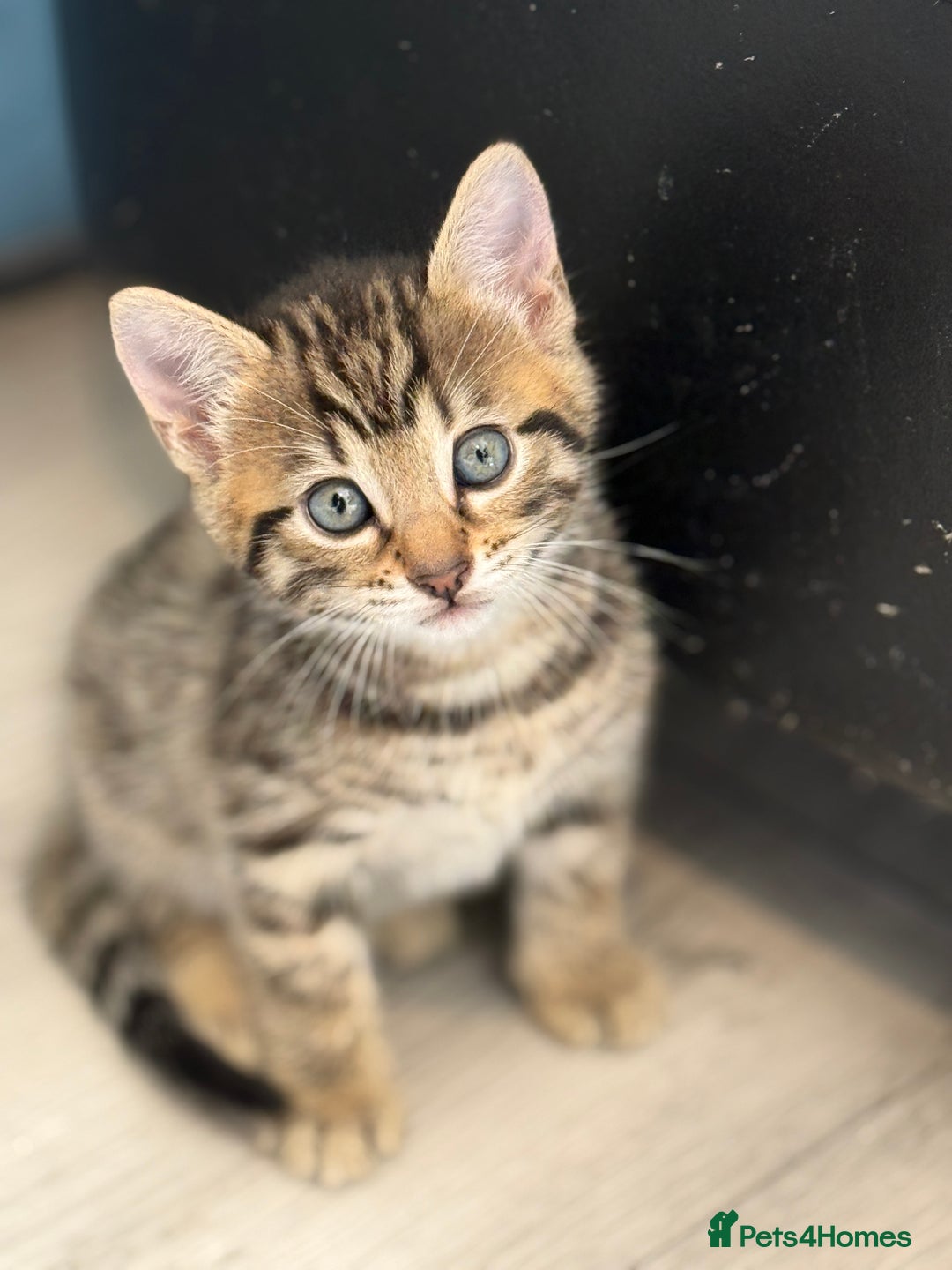 Mixed Breed cats for sale: Cutest Bengal X Kittens nearly ready to go!! - Image 1