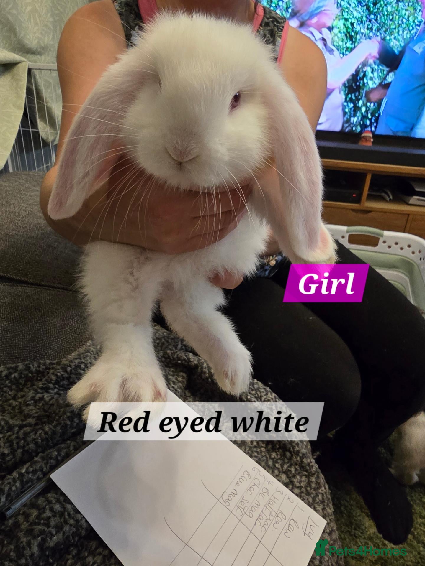 French Lop rabbits for sale: Pure Bred French Lop babies vaccinated with Yurvac - Advert 2