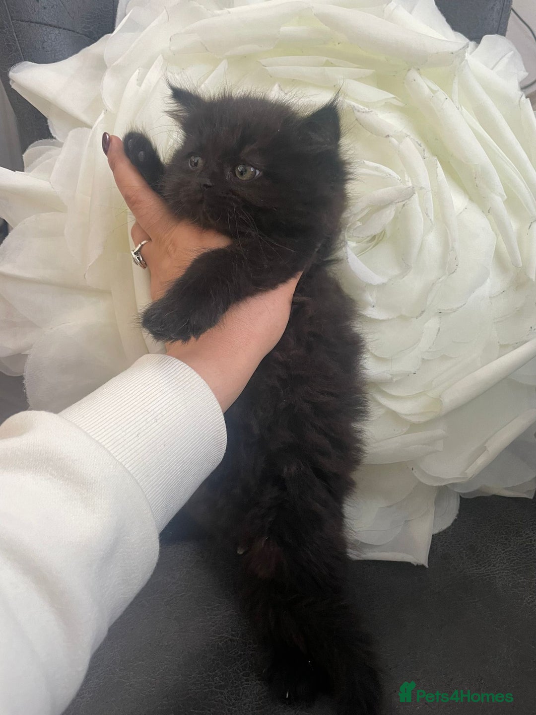 Mixed Breed cats for sale: Persian Mix kittens  - Advert 8