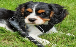 Cavalier King Charles Spaniel dogs for sale: Adorable Cavalier Puppy Needs Loving Home - Image 1