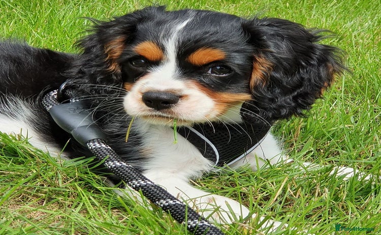 Cavalier King Charles Spaniel dogs - Advert 10