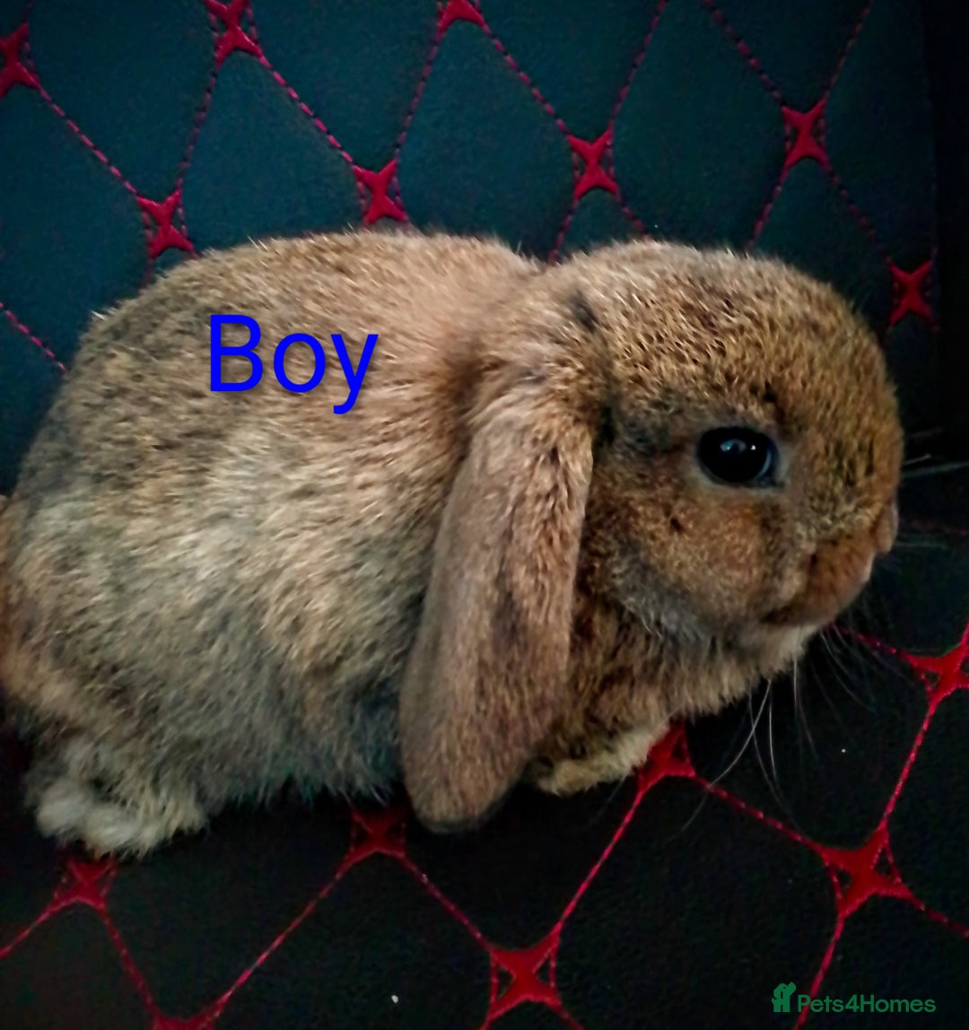 Mini Lop rabbits for sale: Beautiful Mini Lop Bunnies available  - Image 6