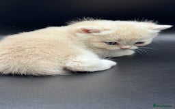 British Shorthair cats for sale: BSH GCCF GOLDEN AND BLUE KITTENS  - Image 10