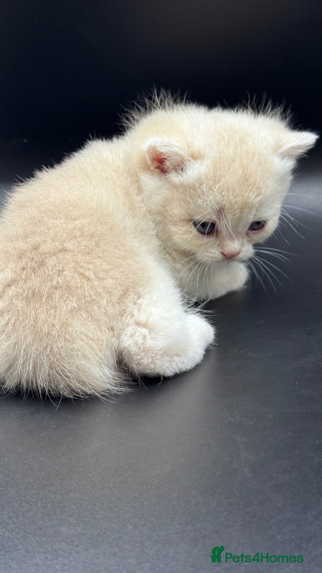 British Shorthair cats for sale: BSH GCCF GOLDEN AND BLUE KITTENS  - Image 10