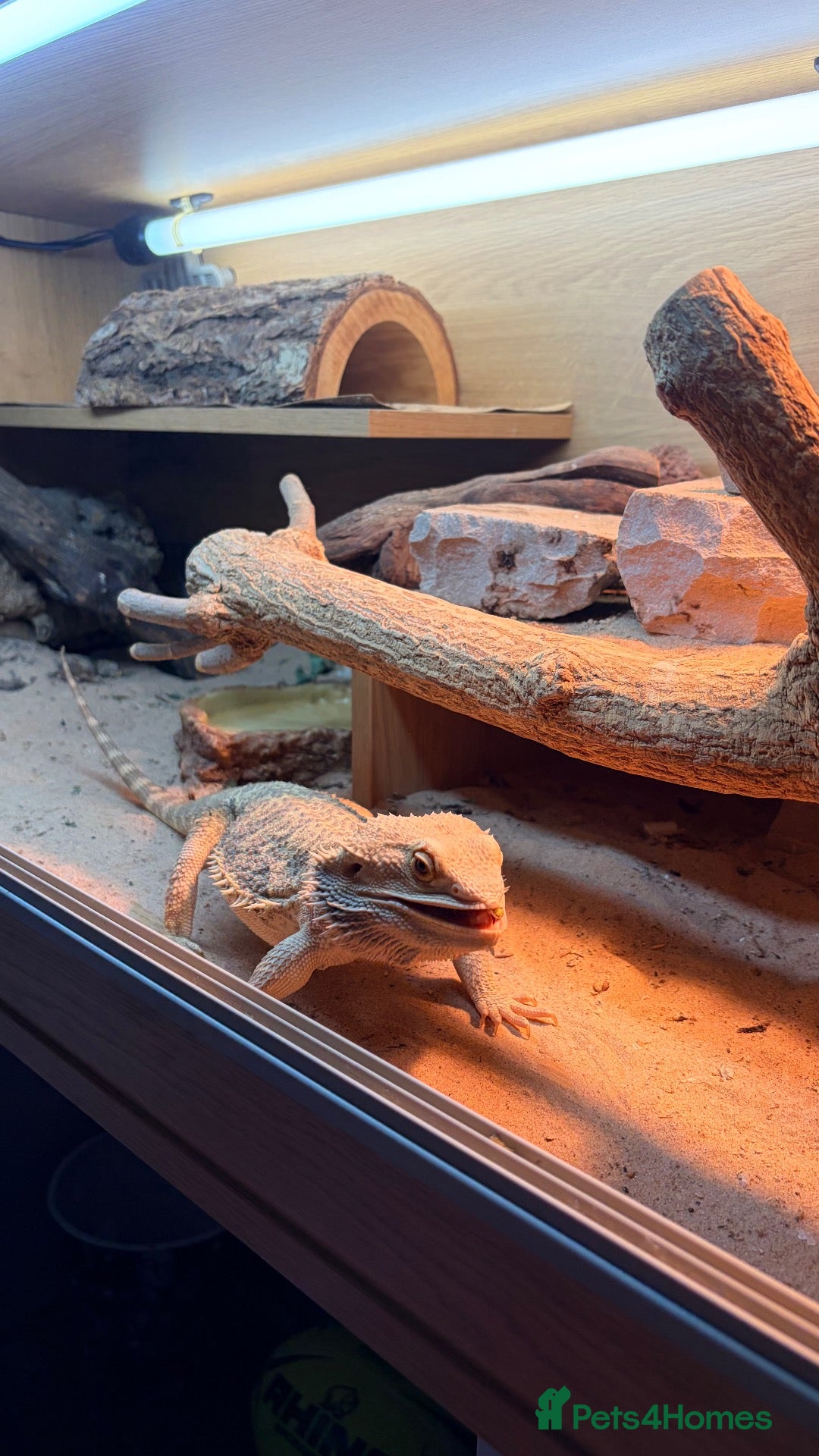 Bearded Dragon reptiles Bearded dragon for sale  - Advert 4