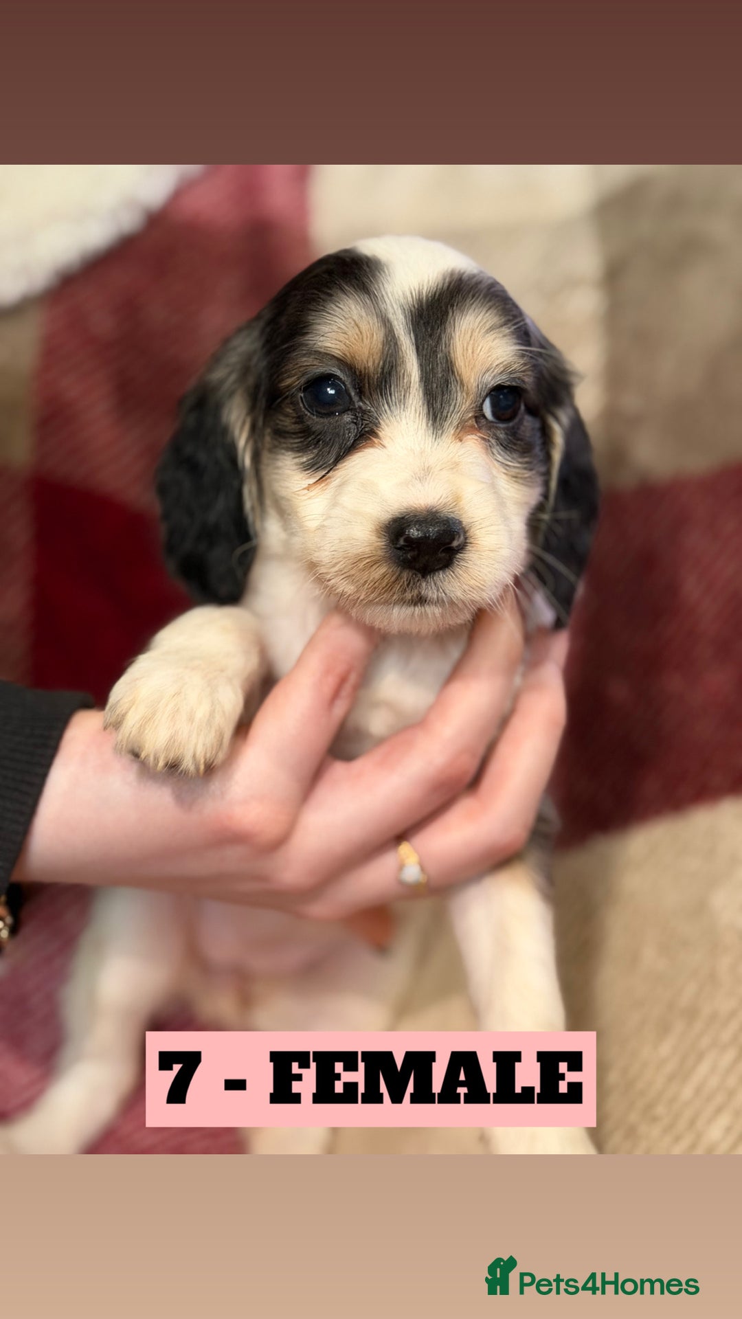 Cockapoo dogs for sale: BEAUTIFUL F2 COCKAPOO PUPPIES - 4 BOYS AND 4 GIRLS - Advert 22