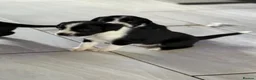 Mixed Breed dogs for sale: Springador puppies for sale.  - Advert 4