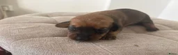 Dachshund dogs for sale:  dachshund x terrie  - Advert 17