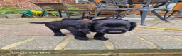 Cocker Spaniel dogs for sale: Working cocker spaniel  in Bournemouth - Advert 3