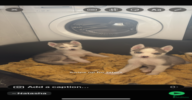 Siberian Husky dogs - Advert 1