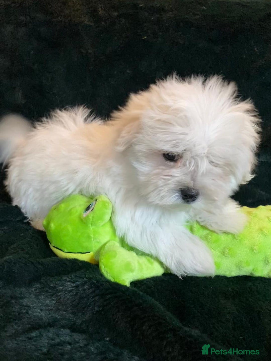 Maltese dogs for sale: Maltese puppies for sale  - Advert 10