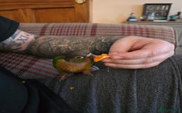 Parakeets birds for sale: Green Cheeked Conure. - Image 11
