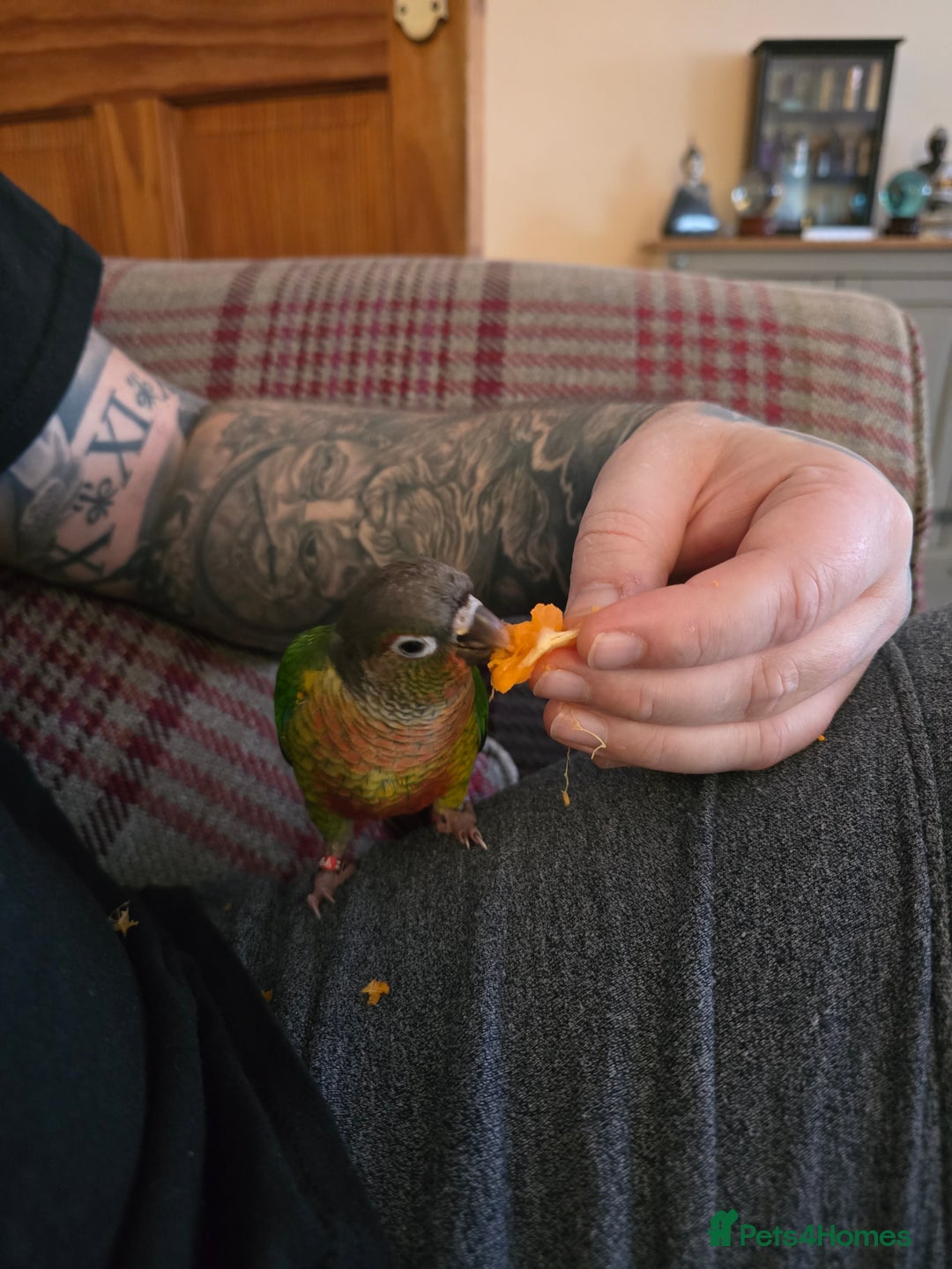 Parakeets birds for sale: Green Cheeked Conure. - Image 11
