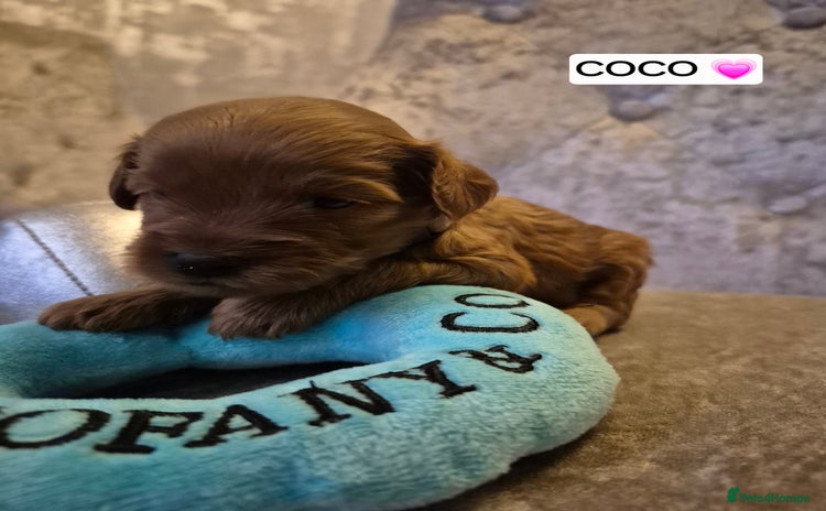 Cavapoo dogs 🧡 HEALTH TESTED F1B CAVAPOO  PUPPIES🧡 - Advert 5