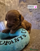 Cavapoo dogs 🧡 HEALTH TESTED F1B CAVAPOO PUPPIES🧡 - Advert 5