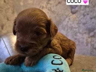 Cavapoo dogs 🧡 HEALTH TESTED F1B CAVAPOO PUPPIES🧡 - Advert 3