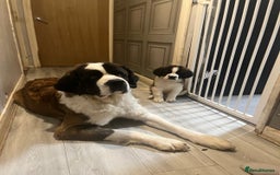 Saint Bernard dogs for sale: Male St Bernard  - Advert 1