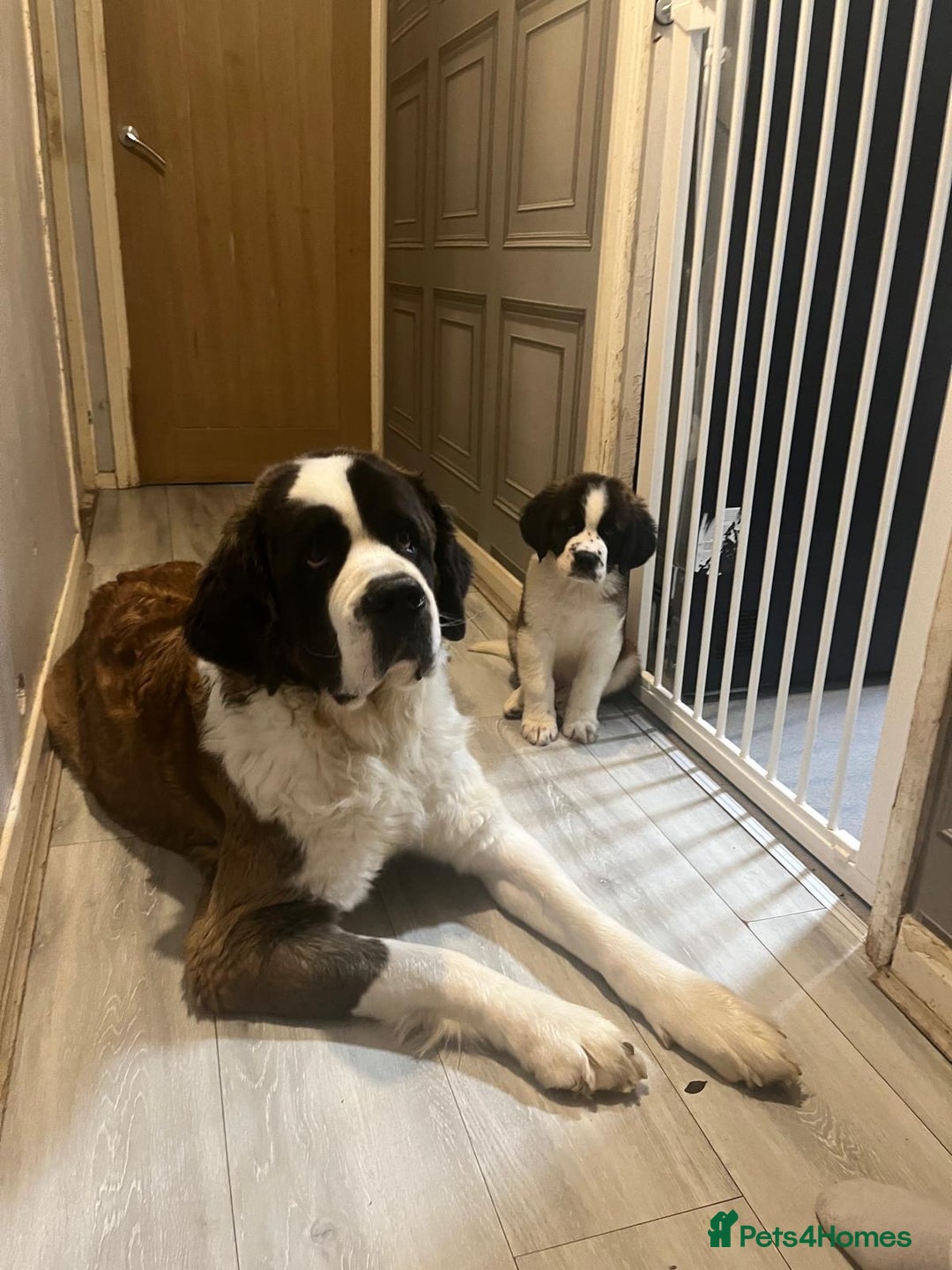 Saint Bernard dogs for sale: Male St Bernard  - Advert 1