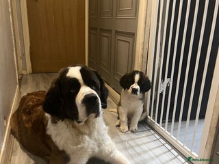 Saint Bernard dogs Male St Bernard - Advert 1