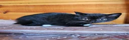 British Shorthair cats for sale: British shorthair crossed kitties  - Advert 26