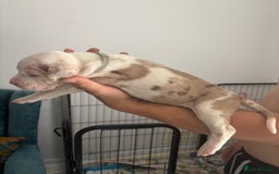 Mixed Breed dogs for sale: American Bulldog X Mastiff mix  - Image 23
