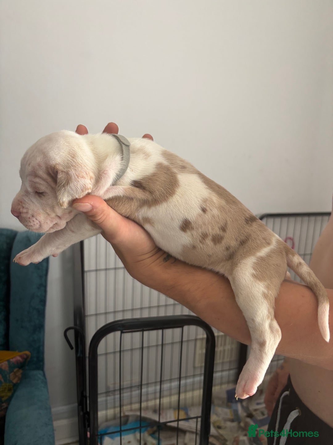 Mixed Breed dogs for sale: American Bulldog X Mastiff mix  - Image 23