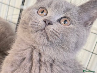 British Shorthair cats Bsh Cute Teddy Bears - Advert 4