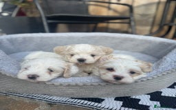 Mixed Breed dogs for sale: Maltese pups  in Stockton-on-Tees - Image 26