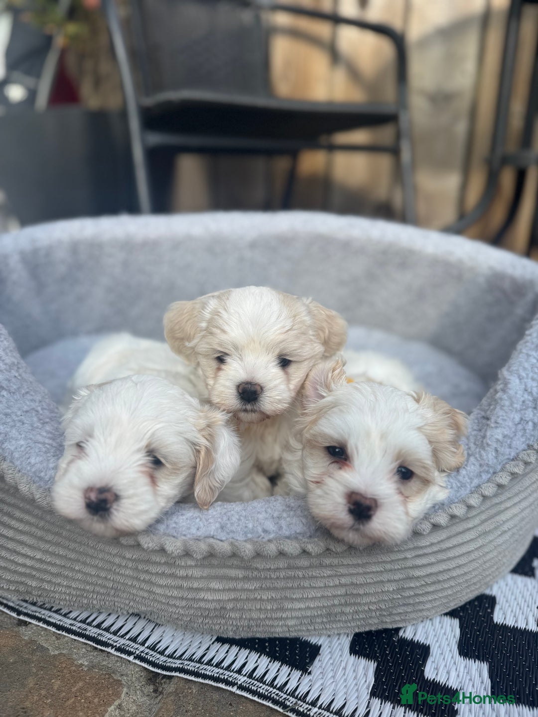 Mixed Breed dogs for sale: Maltese pups  in Stockton-on-Tees - Image 26